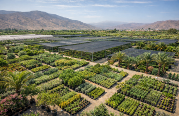 Pepiniere-Oued-Souss